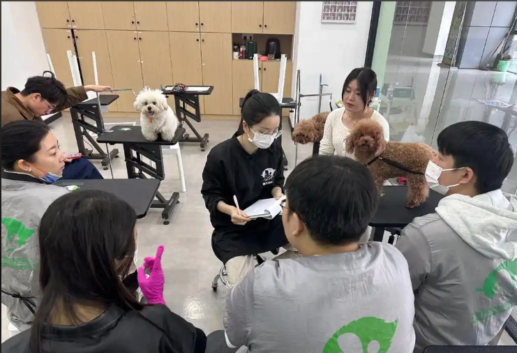济源市宠物美容学习宠物美容培训学校 - 排名
